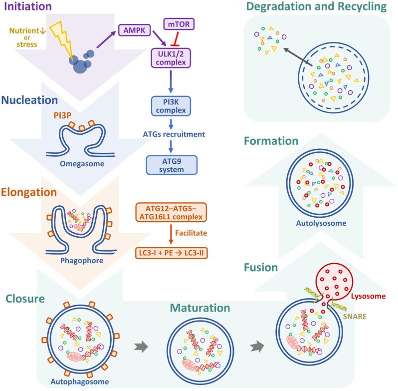 https://cdn.ncbi.nlm.nih.gov/pmc/blobs/484c/12293011/8c2ff400fd1e/biomedicines-13-01745-g002.jpg