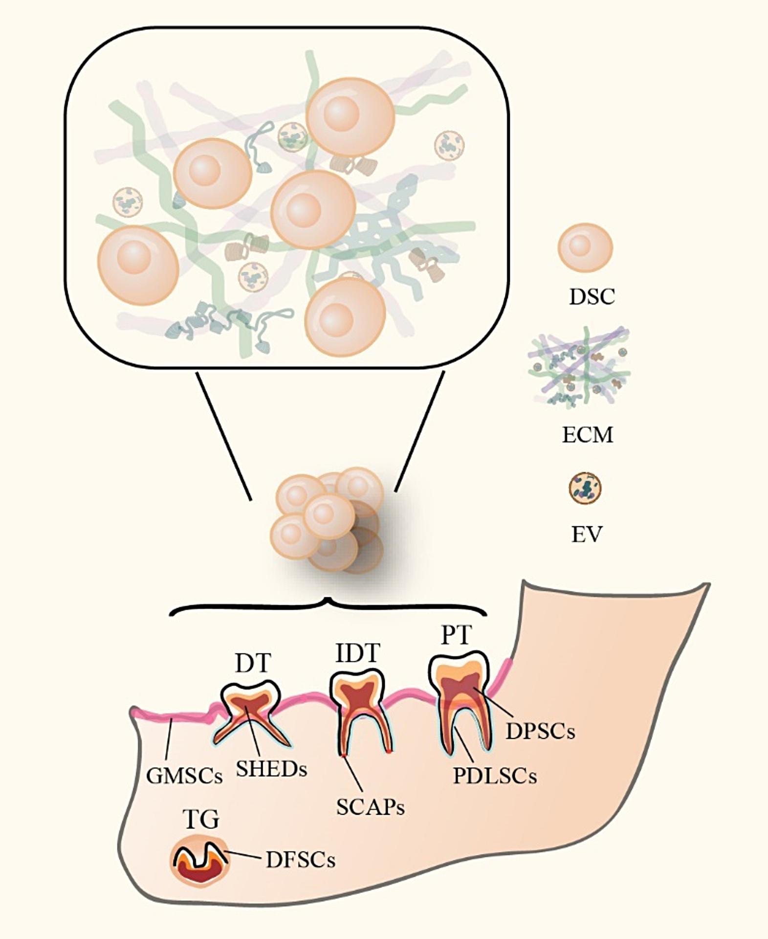 https://cdn.ncbi.nlm.nih.gov/pmc/blobs/484d/11526537/0bb3407a42fb/13287_2024_4003_Fig1_HTML.jpg