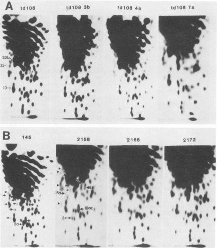 https://cdn.ncbi.nlm.nih.gov/pmc/blobs/484f/255752/2887c0373dcd/jvirol00135-0246-a.jpg