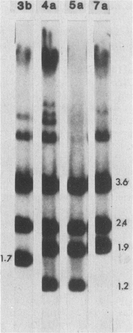 https://cdn.ncbi.nlm.nih.gov/pmc/blobs/484f/255752/e217071dd8cd/jvirol00135-0244-a.jpg