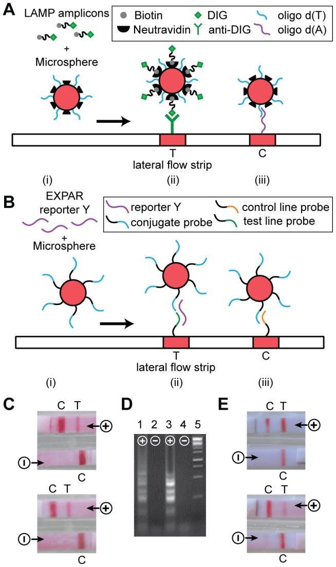 https://cdn.ncbi.nlm.nih.gov/pmc/blobs/4851/3724848/da9b5cfd39a2/pone.0069355.g004.jpg