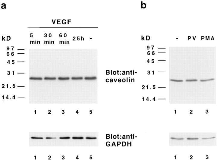 https://cdn.ncbi.nlm.nih.gov/pmc/blobs/4852/2141756/87b5b1660f9d/JCB15089.f7.jpg