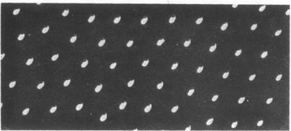 https://cdn.ncbi.nlm.nih.gov/pmc/blobs/4852/389057/f554f0ff6657/pnas00079-0159-a.jpg