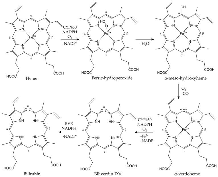 https://cdn.ncbi.nlm.nih.gov/pmc/blobs/4856/10669411/6c668244b652/antioxidants-12-01989-g001.jpg