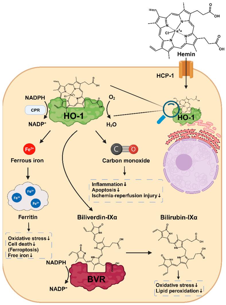 https://cdn.ncbi.nlm.nih.gov/pmc/blobs/4856/10669411/a391220ee34f/antioxidants-12-01989-g004.jpg