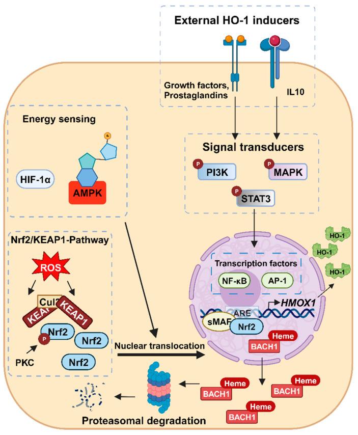 https://cdn.ncbi.nlm.nih.gov/pmc/blobs/4856/10669411/b659fe3c1e79/antioxidants-12-01989-g003.jpg