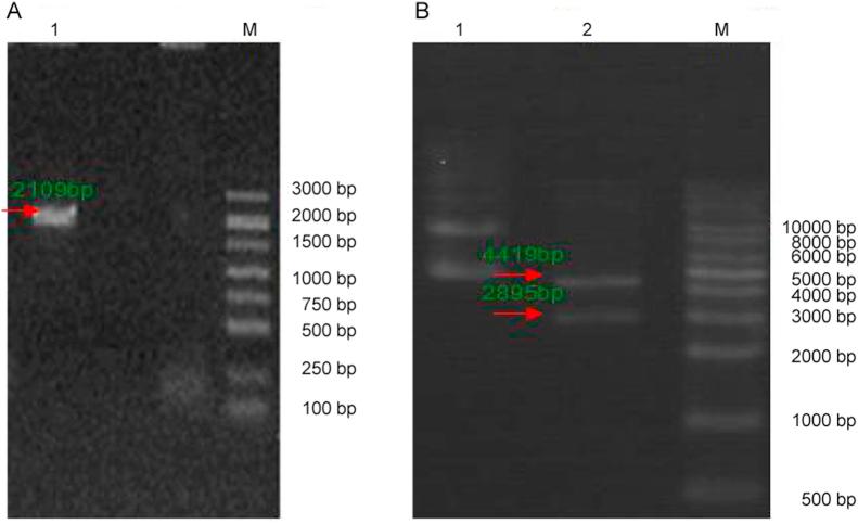 https://cdn.ncbi.nlm.nih.gov/pmc/blobs/4856/5790689/249916e6756f/gr1.jpg