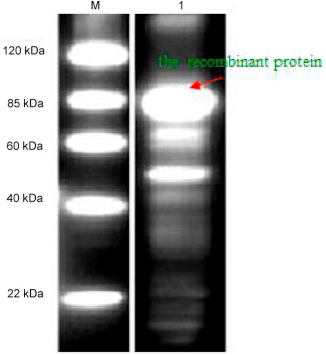 https://cdn.ncbi.nlm.nih.gov/pmc/blobs/4856/5790689/5f0e448a8eac/gr4.jpg