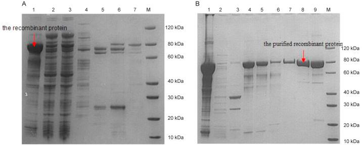 https://cdn.ncbi.nlm.nih.gov/pmc/blobs/4856/5790689/87a71c32a9d2/gr2.jpg