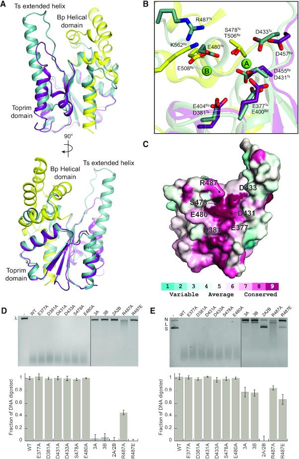 https://cdn.ncbi.nlm.nih.gov/pmc/blobs/4859/7049728/049b9e3d1d20/gkaa059fig5.jpg