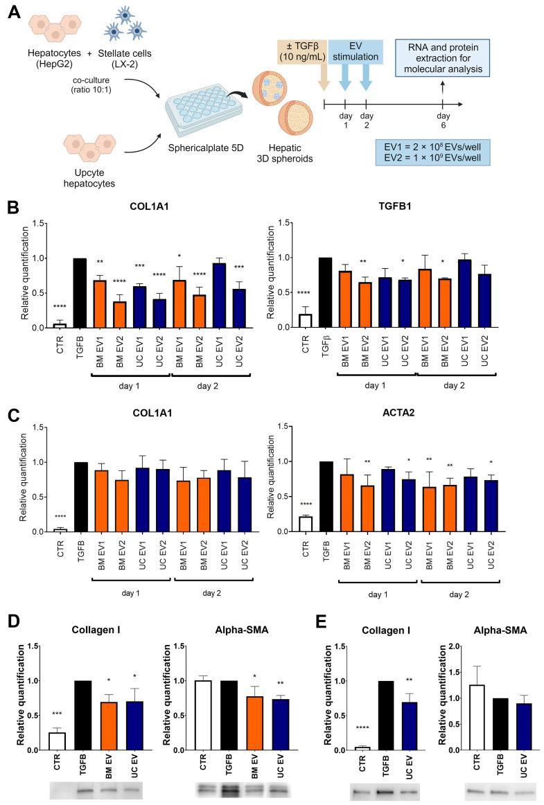 https://cdn.ncbi.nlm.nih.gov/pmc/blobs/485a/11351945/656d4d70d9f3/biomedicines-12-01849-g004.jpg
