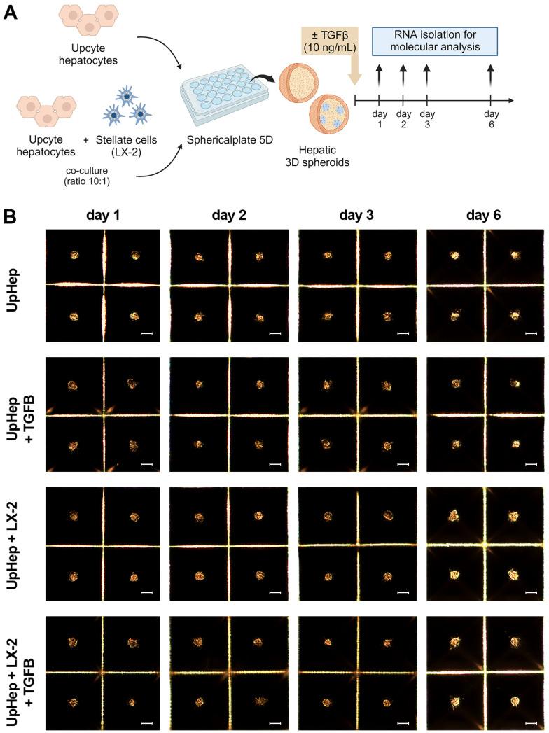 https://cdn.ncbi.nlm.nih.gov/pmc/blobs/485a/11351945/a8214f810e67/biomedicines-12-01849-g002a.jpg