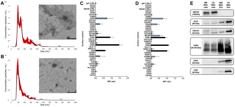 https://cdn.ncbi.nlm.nih.gov/pmc/blobs/485a/11351945/e23a26f54452/biomedicines-12-01849-g003.jpg