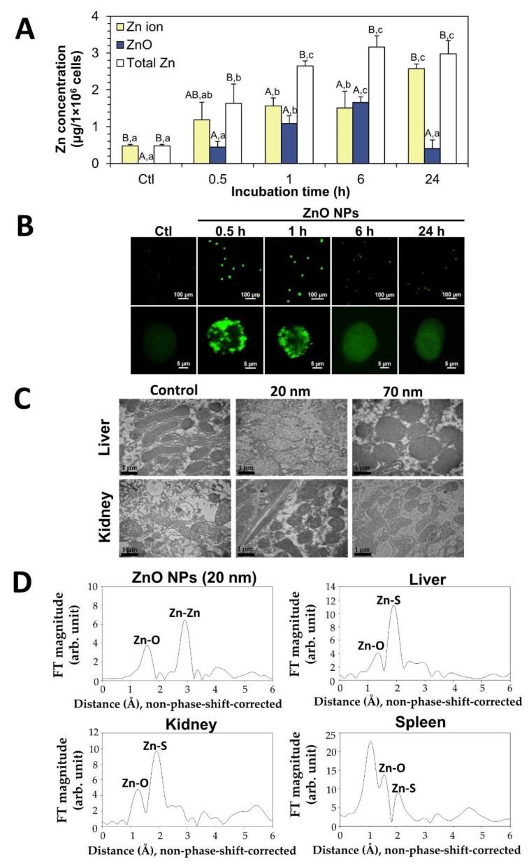 https://cdn.ncbi.nlm.nih.gov/pmc/blobs/485a/9181433/f6f611d0d15e/ijms-23-06074-g003.jpg