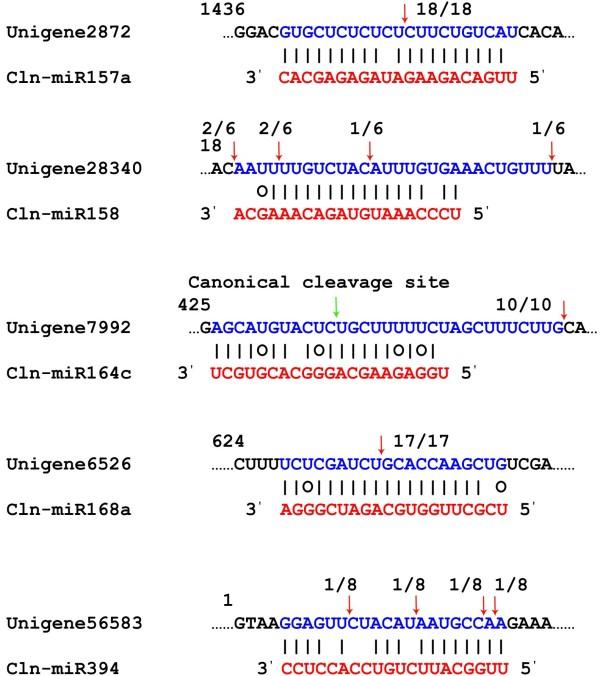https://cdn.ncbi.nlm.nih.gov/pmc/blobs/485c/3462689/6d1cddc97ec5/1471-2229-12-146-5.jpg