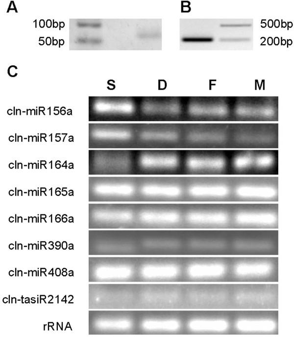 https://cdn.ncbi.nlm.nih.gov/pmc/blobs/485c/3462689/a01a08196461/1471-2229-12-146-3.jpg