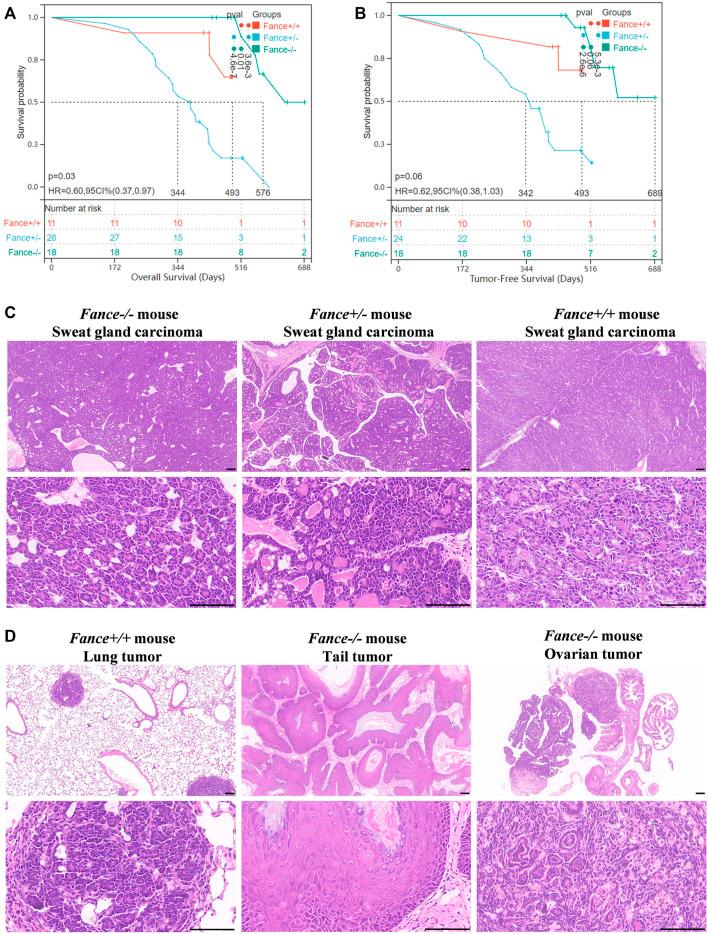 https://cdn.ncbi.nlm.nih.gov/pmc/blobs/4860/9846156/9f52860204b3/fgene-13-1024989-g013.jpg
