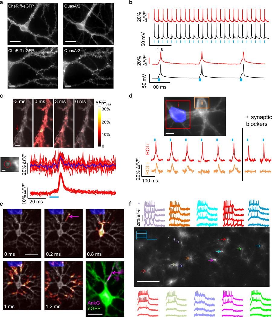 https://cdn.ncbi.nlm.nih.gov/pmc/blobs/4863/4117813/e9e84b3bc436/nihms600566f3.jpg