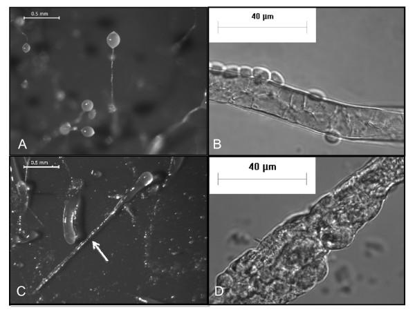 https://cdn.ncbi.nlm.nih.gov/pmc/blobs/4864/2890595/1b52c50a4eb4/1471-213X-10-59-1.jpg