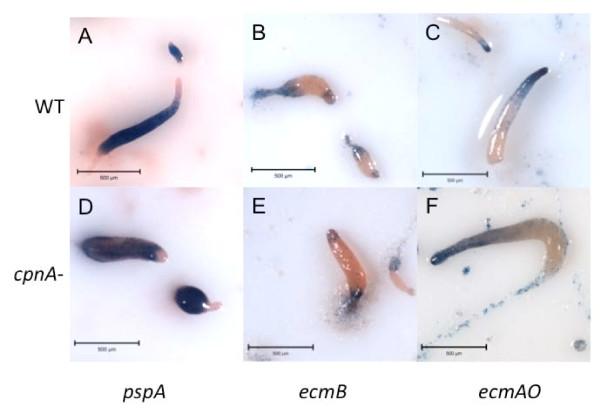 https://cdn.ncbi.nlm.nih.gov/pmc/blobs/4864/2890595/ba985dca6b0a/1471-213X-10-59-3.jpg