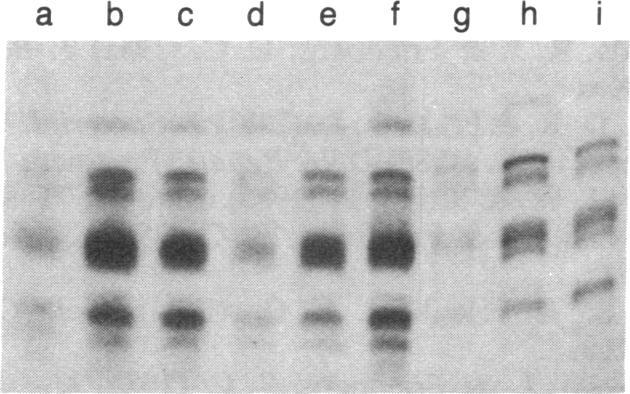 https://cdn.ncbi.nlm.nih.gov/pmc/blobs/4865/323180/193a20d4b4a8/pnas00310-0311-a.jpg