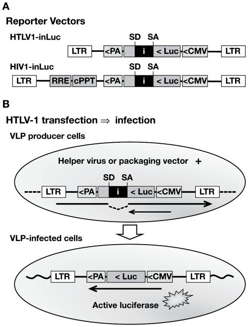 https://cdn.ncbi.nlm.nih.gov/pmc/blobs/486c/2829072/49604a9ae2f1/ppat.1000788.g001.jpg