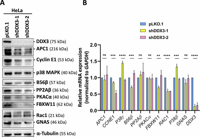 https://cdn.ncbi.nlm.nih.gov/pmc/blobs/486f/11570671/40fb15bd5772/41420_2024_2242_Fig6_HTML.jpg