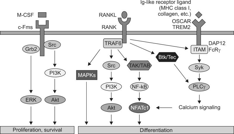 https://cdn.ncbi.nlm.nih.gov/pmc/blobs/4874/4742606/884041afb9e1/cmj-52-12-g001.jpg