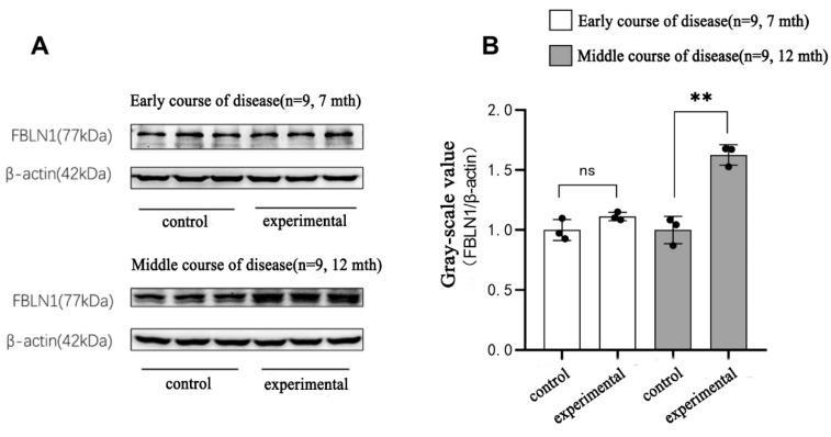 https://cdn.ncbi.nlm.nih.gov/pmc/blobs/4875/11354892/510eb6f83466/ijms-25-09036-g008.jpg