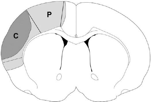 https://cdn.ncbi.nlm.nih.gov/pmc/blobs/4879/4541237/1f65bc716351/NRR-10-1076-g001.jpg