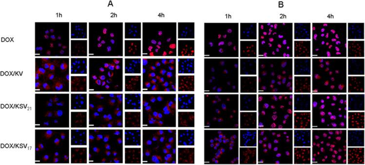 https://cdn.ncbi.nlm.nih.gov/pmc/blobs/487b/7066043/f624185578c7/gr6.jpg