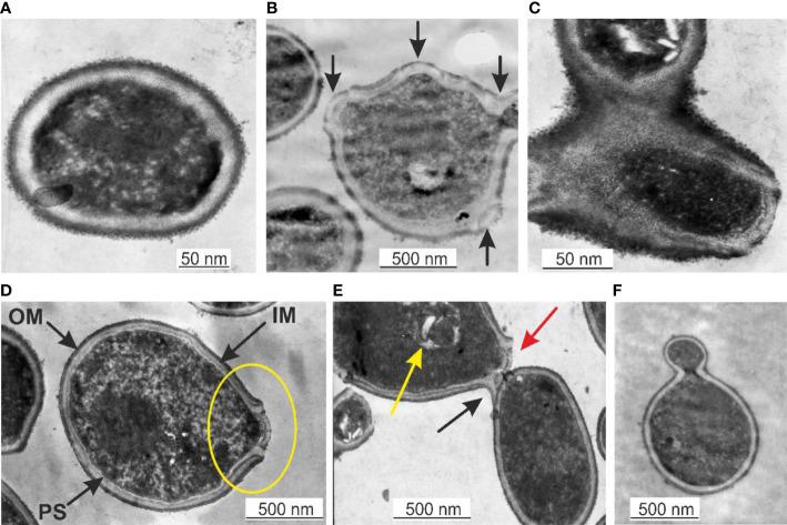 https://cdn.ncbi.nlm.nih.gov/pmc/blobs/487b/9889553/89ada7ec1abe/fcimb-12-1091341-g001.jpg