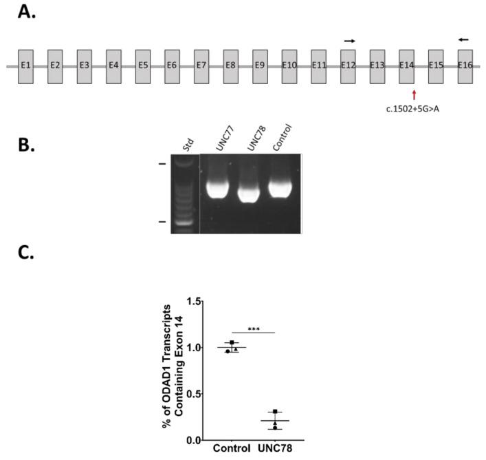 https://cdn.ncbi.nlm.nih.gov/pmc/blobs/487f/8835943/5ebc8b54b0c7/ijms-23-01753-g003.jpg