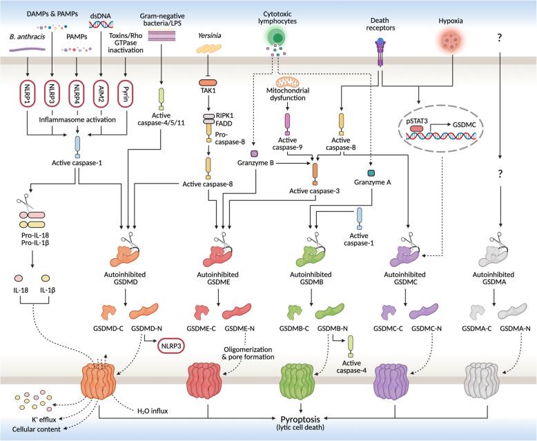 https://cdn.ncbi.nlm.nih.gov/pmc/blobs/4880/8383365/ec6465b4e4bd/13046_2021_2065_Fig1_HTML.jpg