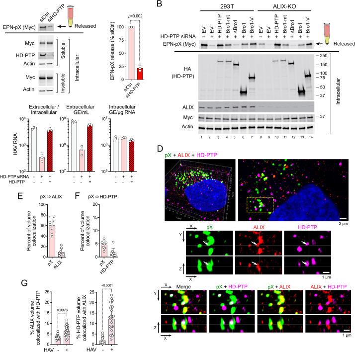 https://cdn.ncbi.nlm.nih.gov/pmc/blobs/4880/9410543/4a8e638db166/ppat.1010543.g006.jpg