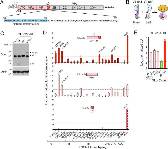 https://cdn.ncbi.nlm.nih.gov/pmc/blobs/4880/9410543/8699bfdf5f26/ppat.1010543.g001.jpg