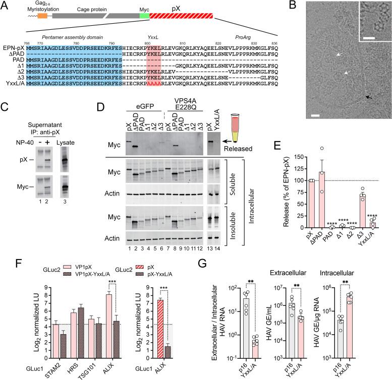 https://cdn.ncbi.nlm.nih.gov/pmc/blobs/4880/9410543/9c9faf65bc82/ppat.1010543.g002.jpg
