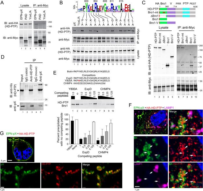 https://cdn.ncbi.nlm.nih.gov/pmc/blobs/4880/9410543/a33b45b3d17a/ppat.1010543.g005.jpg