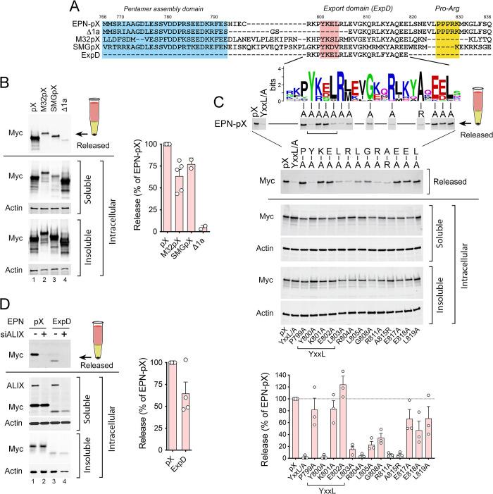 https://cdn.ncbi.nlm.nih.gov/pmc/blobs/4880/9410543/a94a6401617b/ppat.1010543.g003.jpg