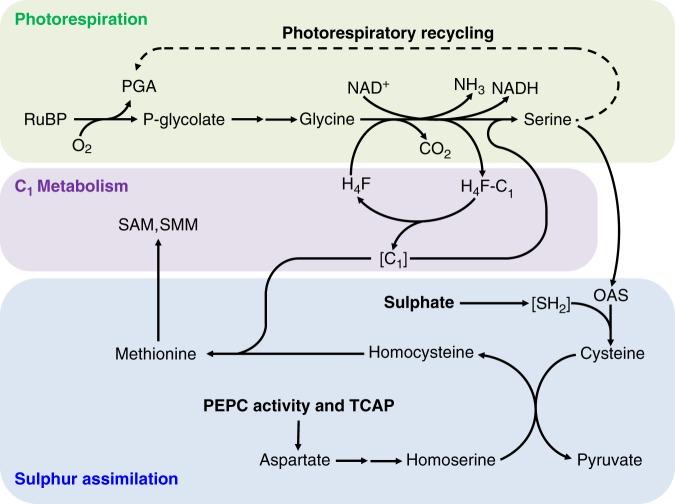 https://cdn.ncbi.nlm.nih.gov/pmc/blobs/4881/6795801/323a658d7083/42003_2019_616_Fig1_HTML.jpg