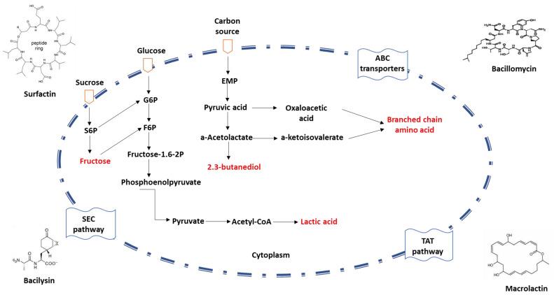 https://cdn.ncbi.nlm.nih.gov/pmc/blobs/4883/10536829/0f1ab827544f/microorganisms-11-02215-g002.jpg