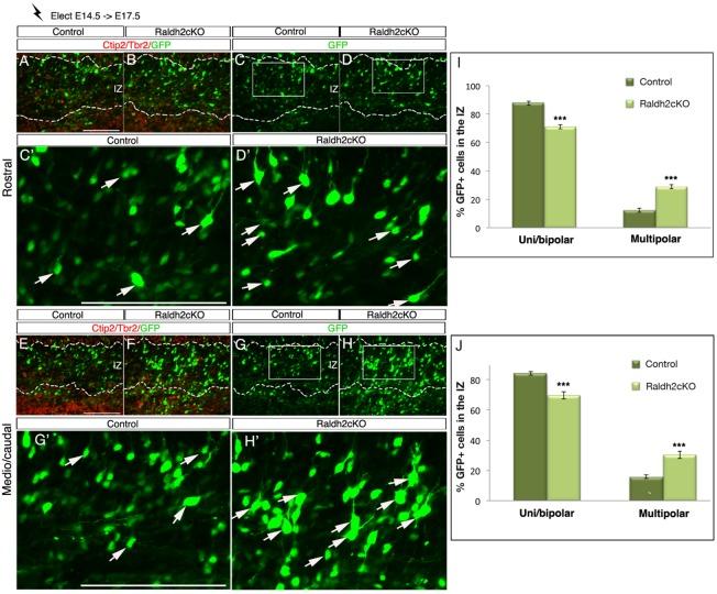 https://cdn.ncbi.nlm.nih.gov/pmc/blobs/4884/5312094/d56e91e6b676/biolopen-6-021063-g9.jpg