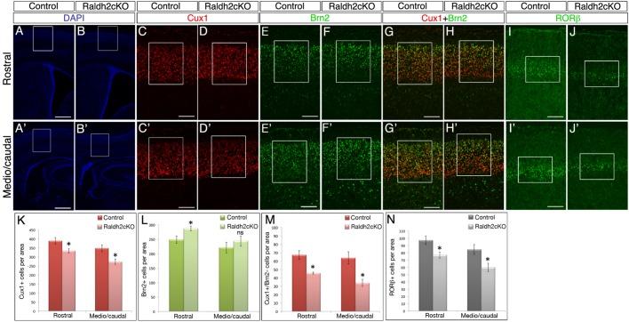 https://cdn.ncbi.nlm.nih.gov/pmc/blobs/4884/5312094/f88dce06d60a/biolopen-6-021063-g4.jpg