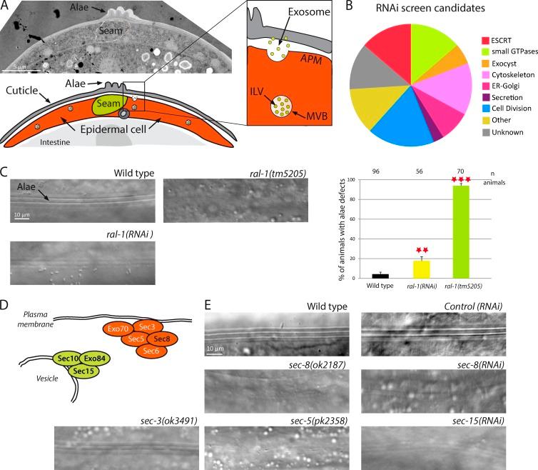 https://cdn.ncbi.nlm.nih.gov/pmc/blobs/4888/4602040/35b7d077f2d2/JCB_201504136_Fig1.jpg