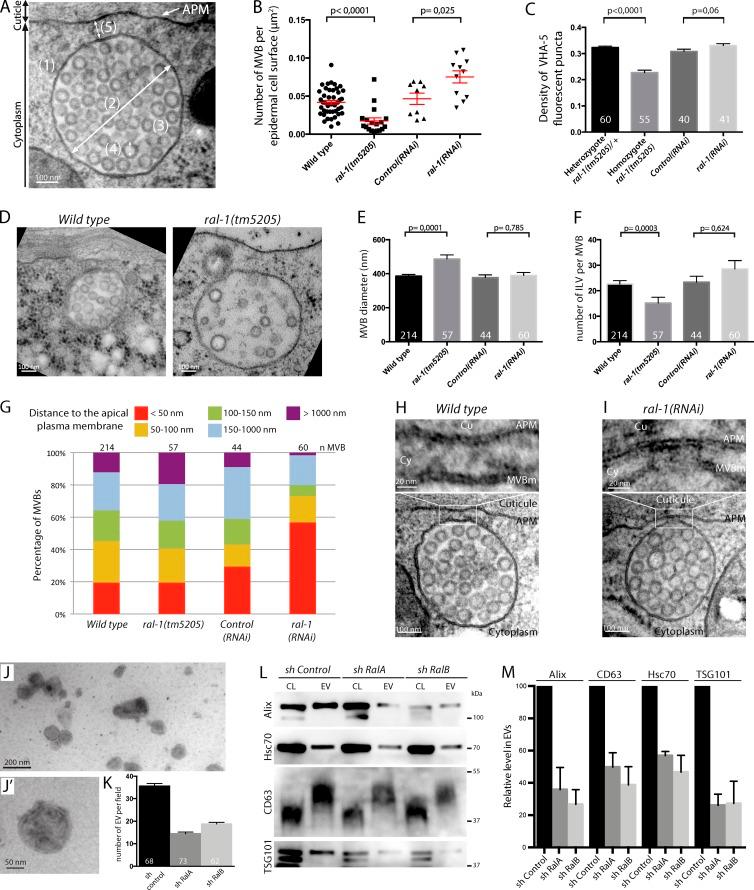 https://cdn.ncbi.nlm.nih.gov/pmc/blobs/4888/4602040/558e7f487882/JCB_201504136_Fig3.jpg