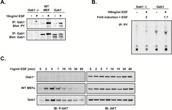 https://cdn.ncbi.nlm.nih.gov/pmc/blobs/4889/534114/663efe07b755/1741-7007-2-24-1.jpg