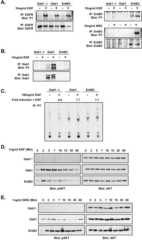 https://cdn.ncbi.nlm.nih.gov/pmc/blobs/4889/534114/e3c611c653e6/1741-7007-2-24-4.jpg