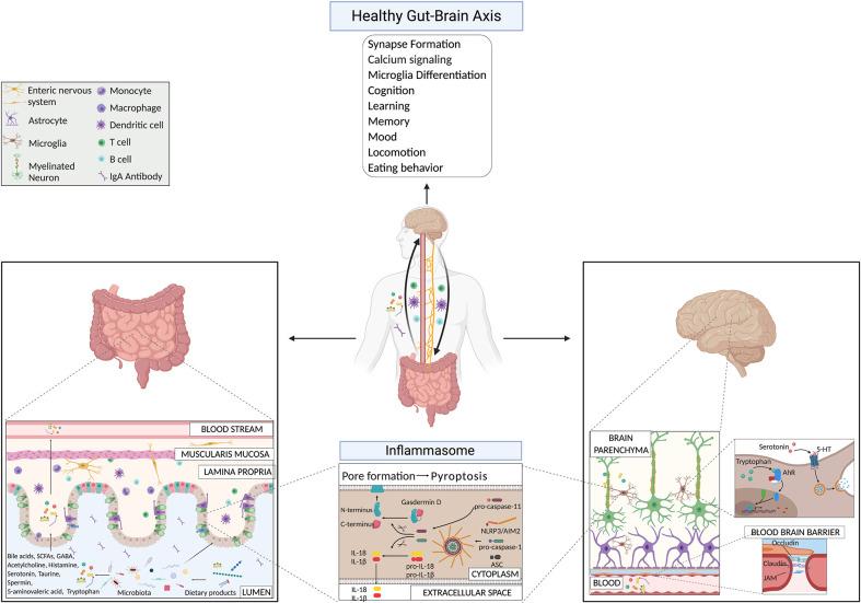 https://cdn.ncbi.nlm.nih.gov/pmc/blobs/4890/7758428/276d0cca675a/fimmu-11-604179-g001.jpg