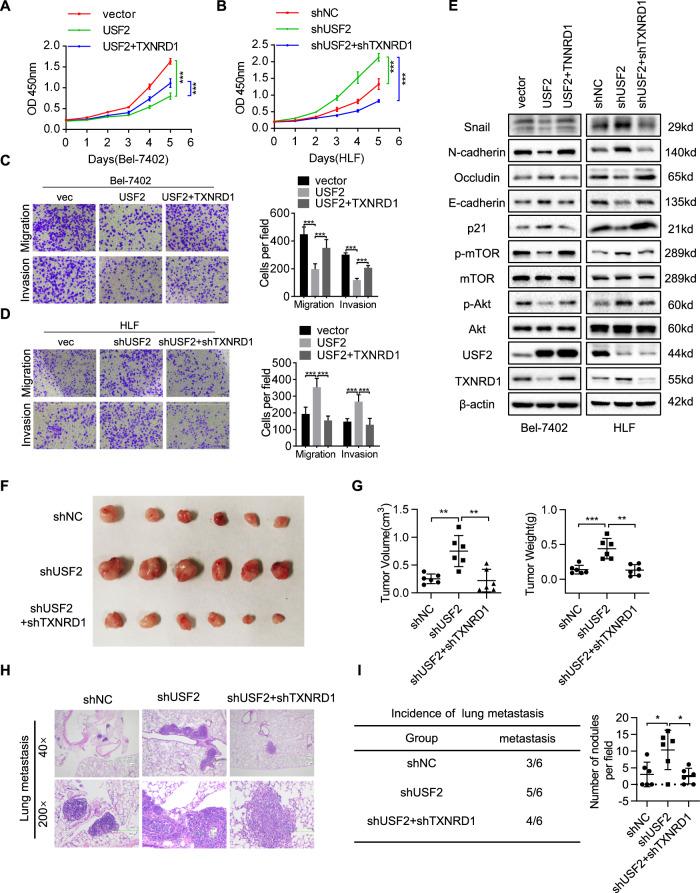 https://cdn.ncbi.nlm.nih.gov/pmc/blobs/4890/9626593/852f65869038/41419_2022_5363_Fig6_HTML.jpg