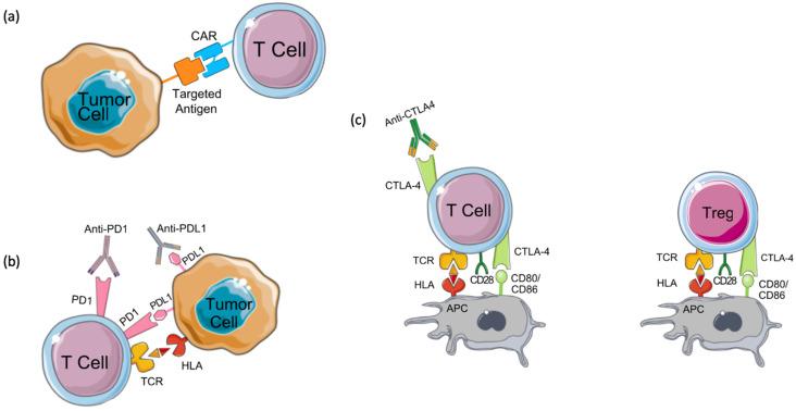https://cdn.ncbi.nlm.nih.gov/pmc/blobs/4898/8558657/1622efbccf42/jcav12p6949g002.jpg